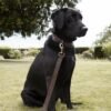 vpll32l-vplc32l-woof-leather-stamped-lead-and-collar-7-lifestyle-high-res-square (1) Woof Leather Dog Collar