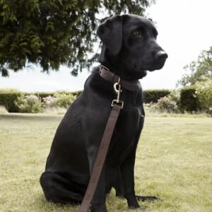 vpll32l-vplc32l-woof-leather-stamped-lead-and-collar-7-lifestyle-high-res-square (1) Woof Leather Dog Collar