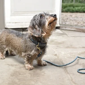 vprc05s-vprl05s-teal-rope-small-collar-and-lead-lifestyle-web_1_77ede935-213b-4351-a4e0-2d4967b9c132_900x Teal Rope Collar